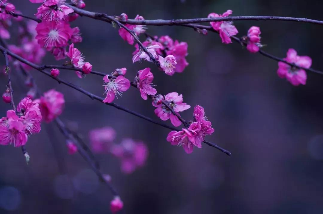 春雨最新包装人头