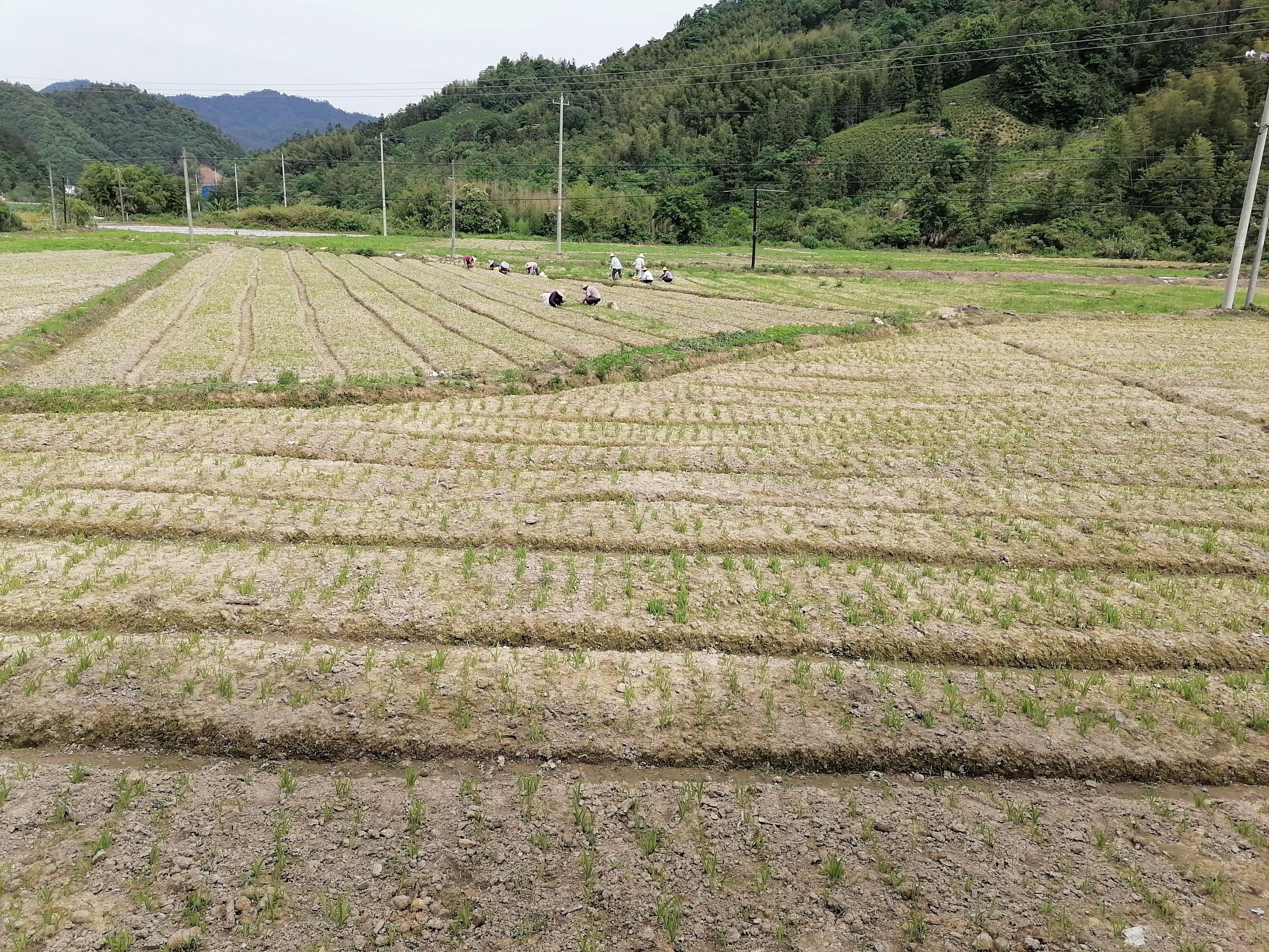 谢干最新价格详解，市场趋势与影响因素分析