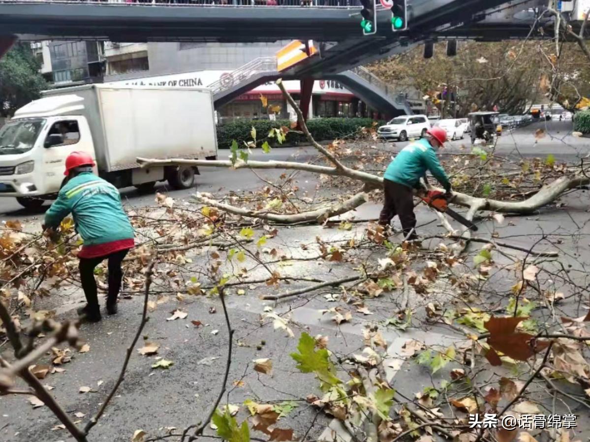 绵阳司机招聘热点，职业前景、需求及应聘指南全解析