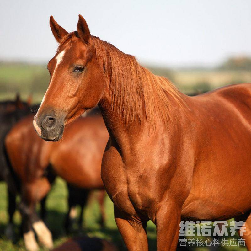 最新特馬料與違法犯罪問(wèn)題解析