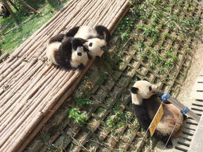 熊猫基地最新动态，探索与保护的进阶之旅